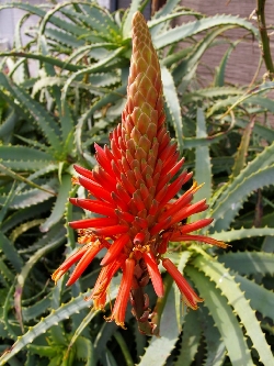 Aloe stromovit