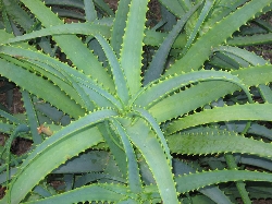 Aloe stromovit