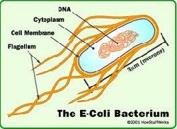 E.coli vyrobena bioinenrsky