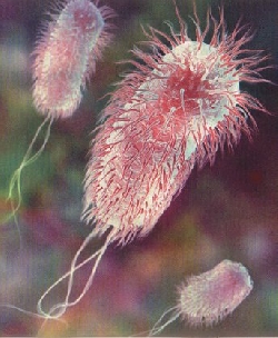 E.coli vyrobena bioinenrsky